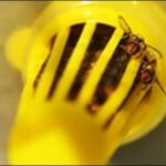 コバエ取り「コバエがホイホイスリム」の効果は?レビューを公開