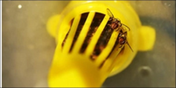 コバエ取り「コバエがホイホイスリム」の効果は？レビューを公開