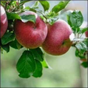 【茨城県】グランジョーヌ