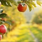 【マツコの知らない世界】りんご最新品種8選！甘さや酸味が最高